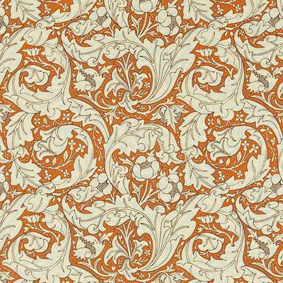 Bachelors Button Burnt Orange / Sky