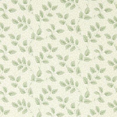 Tomato Leaf Willow