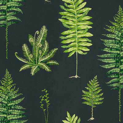 Fernery Charcoal