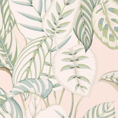Calathea Orchid/eucalyptus